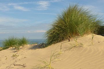 dune at Dutch coast with view on sea sur Georges Hoeberechts