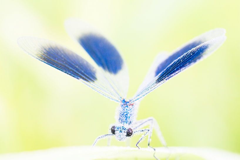 beekjuffer in kleine DOF van Francois Debets