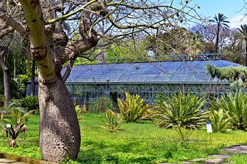 Broeikas in de botanische tuin van Palermo op Sicilië