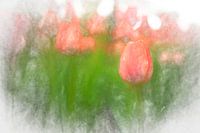 Tulips in Saint Petersburg