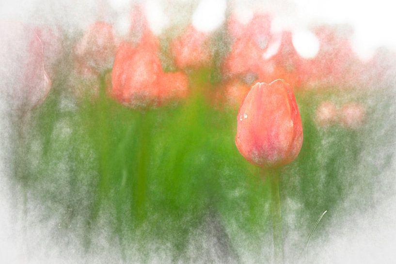 Tulips in Saint Petersburg by Rene van Heerdt