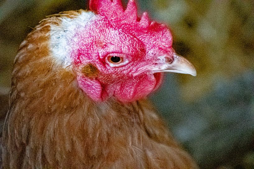 Chicken in a coop by Truckpowerr