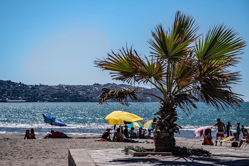 Palm trees on the beach by Thomas Riess