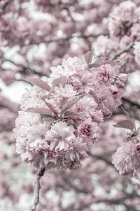 Cherry blossoms in detail