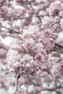 Les fleurs de cerisier en détail