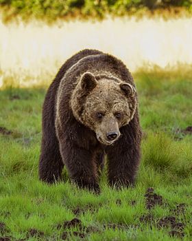 Braunbär in der finnischen Wildnis