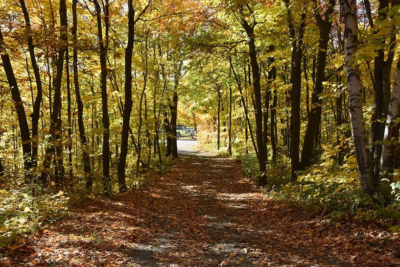 Eine Spur im Herbst von Claude Laprise