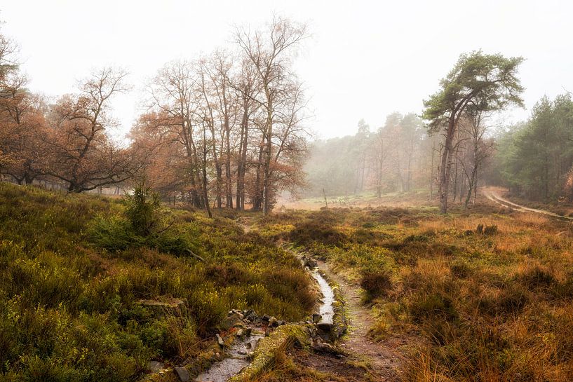 Autumn on the Noorderheide by Jenco van Zalk