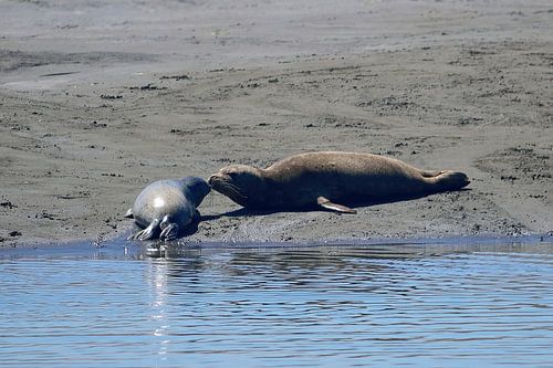 Moeder zeehond kust de kleine