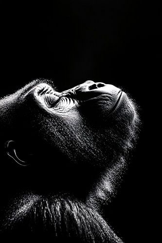 Gorille en portrait noir et blanc