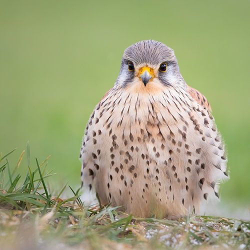 Federbällchen III von Daniela Beyer