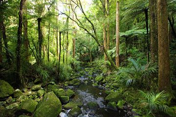 Jungle in Nieuw-Zeeland van GoWildGoNaturepictures