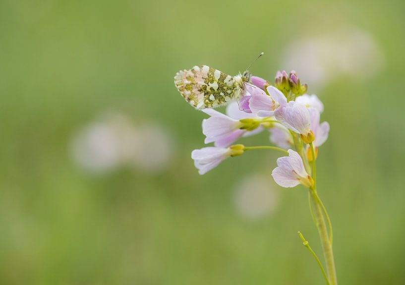 Orange tip by Moetwil en van Dijk - Fotografie