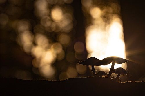 Mysterieus herfstlandschap