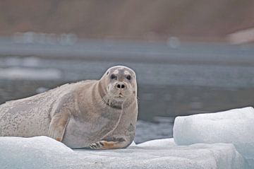 Bearded Seal on icefloe by Peter Zwitser
