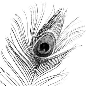 Peacock feather black and white by Part of the vision