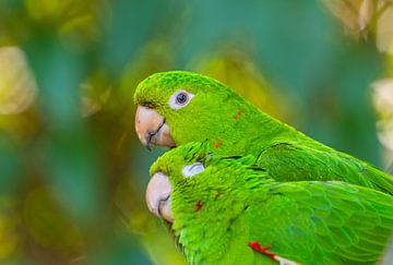 groene papegaaien dicht tegen elkaar aan geknuffeld van WSPictures