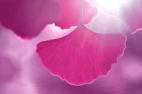 Ginkgo