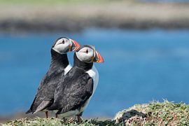 Puffin pair by Dick Carlier
