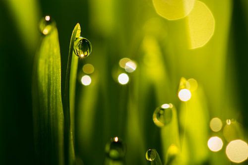 Wassertropfen auf grünem Gras Klingen