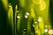 Wassertropfen auf grünem Gras Klingen von Paul Wendels