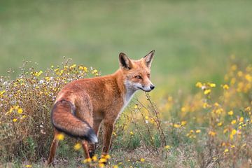 Der Fuchs steht im Gras zwischen den gelben Wildblumen von Jolanda Aalbers