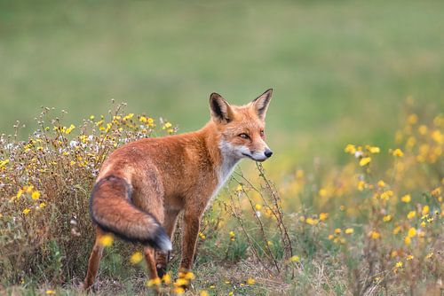 Vos staat in het gras tussen de gele wilde bloemen