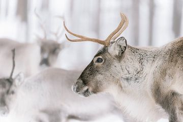 Renne brun dans le troupeau | Laponie suédoise | Photographie de nature sur Marika Huisman fotografie