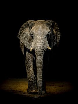 Olifant aan de muur van Omega Fotografie