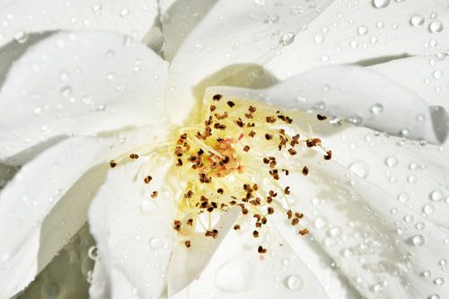 eine weisse Rose mit Regentropfen