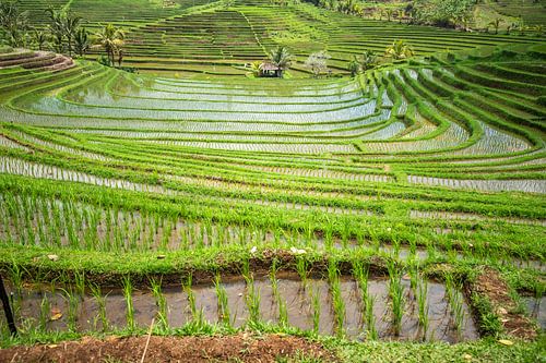 Frisgroene rijstterrassen op Bali, Indonesië