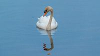 The Lonely Swan by Panorama-Rundblick thumbnail