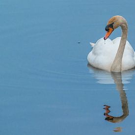 The Lonely Swan by Panorama-Rundblick