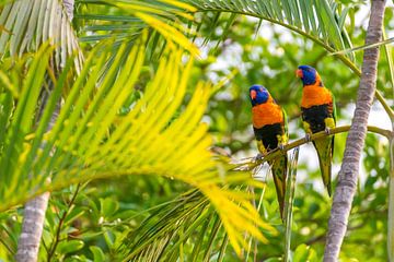 Prachtige Australische vogels met gele, blauwe en groene veren van Troy Wegman