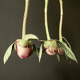 Hängende Blumen von Joyce Kepers