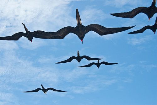 fregatvogels in colonne