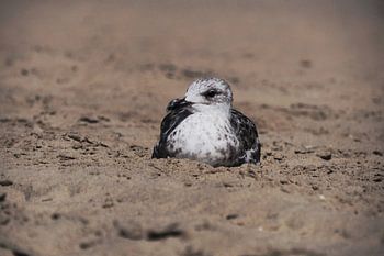 Lit de sable