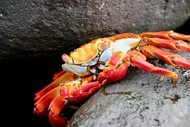 Kleurrijke krab Galapagos van Marieke Funke