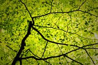 The veins of the forest