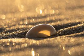 "Gouden uur op het strand: Een Eenalige Schelp" sur Esther van der Weijden