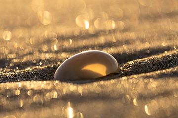"Gouden uur op het strand: Een Eenalige Schelp" von Esther van der Weijden