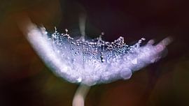 Brouillard sur une peluche sur Bert Nijholt