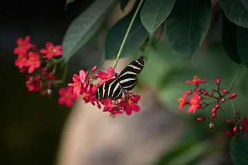 Schmetterling von Linda Lu
