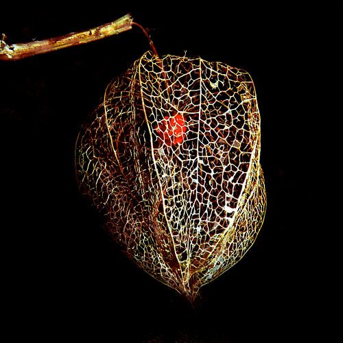  Lampionplant, zaaddoos van kant