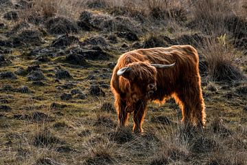 Rustieke Pracht - Schotse Hooglander in het Wild van Femke Ketelaar