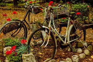 Vintage Fahrrad-Pflanzkübel – Rote Geranien im rustikalen Garten
