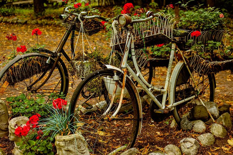 Vintage Bicycle Planters – Red Geraniums in a Rustic Garden by Brave Toaster Photos