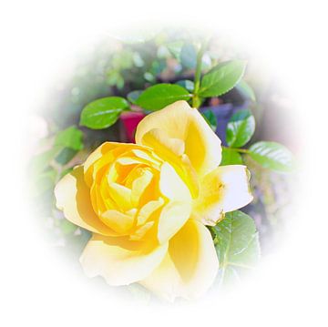 gele roos van M.A. Ziehr