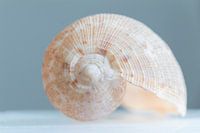 Sea ​​shell in Pastel Color