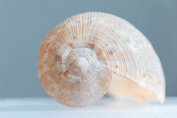 Coquille, nature morte au pastel